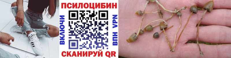 что такое наркотик  Саки  Галлюциногенные грибы Cubensis 